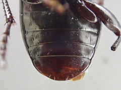 Pterostichus inermis