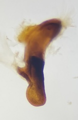 Pterostichus inermis