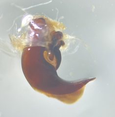 Pterostichus inermis