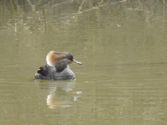 Lophodytes cucullatus