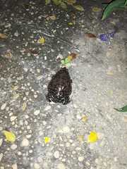 Dermatonotus muelleri