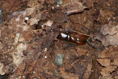 Scolopendra alternans