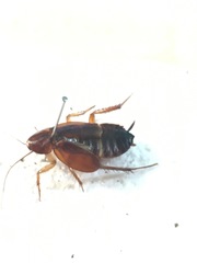 Paratemnopteryx