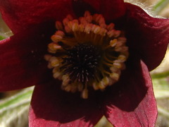 Pulsatilla cernua