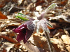 Pulsatilla cernua