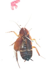 Paratemnopteryx