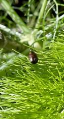 Chrysomela schaefferi