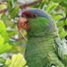 Lilac-crowned Parrot - Photo (c) James M. Maley, some rights reserved (CC BY), uploaded by James M. Maley