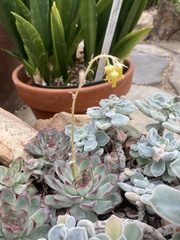 Echeveria pulidonis