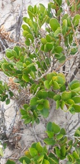 Alyxia buxifolia