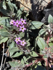 Collomia diversifolia