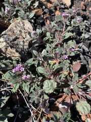 Collomia diversifolia