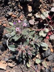 Collomia diversifolia