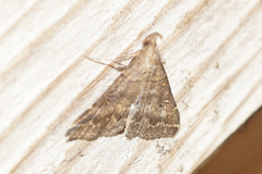 Renia factiosalis