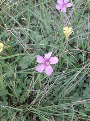 Oxalis hispidula