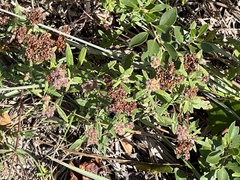 Crocanthemum corymbosum
