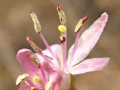 Lonicera praeflorens