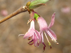 Lonicera praeflorens