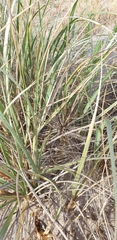 Spinifex hirsutus