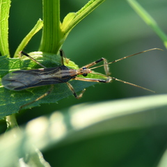 Repipta argentinensis