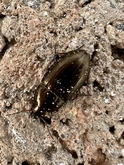 Amara familiaris