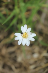 Noticastrum marginatum