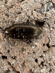 Amara familiaris