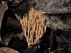 Ramaria ambigua