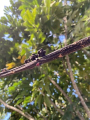 Tectocoris diophthalmus