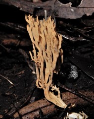Ramaria ambigua