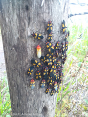 Oncopeltus orourkeae