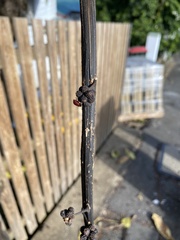 Tectocoris diophthalmus