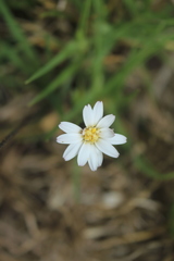 Noticastrum marginatum