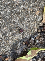 Tectocoris diophthalmus