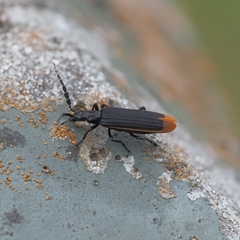 Pseudolycus haemorrhoidalis