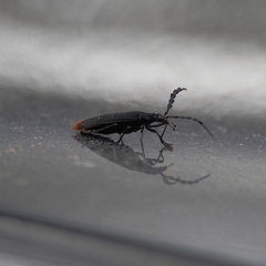 Pseudolycus haemorrhoidalis