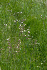 Silene latifolia
