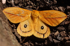 Automeris grammodes