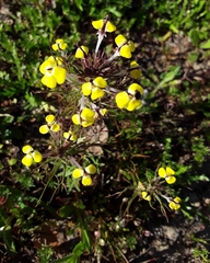 Triphysaria eriantha