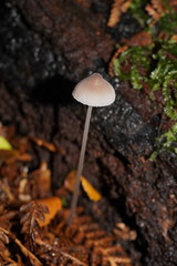Mycena austrofilopes