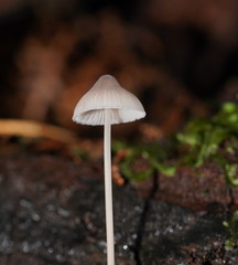 Mycena austrofilopes