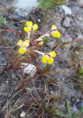 Triphysaria eriantha