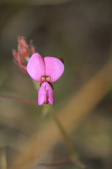 Desmodium molliculum