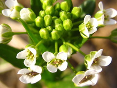 Thlaspi arvense