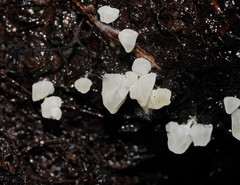 Physalacria australiensis