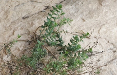 Penstemon baccharifolius