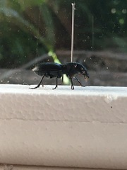 Secatophus australis