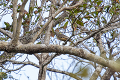 Chlamydera cerviniventris