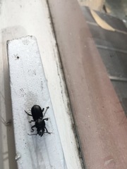 Secatophus australis