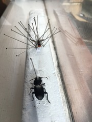 Secatophus australis